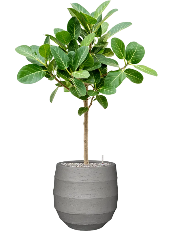 Ficus benghalensis 'Audrey' in Bordo Office Plant With Pot 98cm Height 22cm Dia